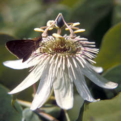 پاسیفلورا جیبرتی - معرفی درختان میوه